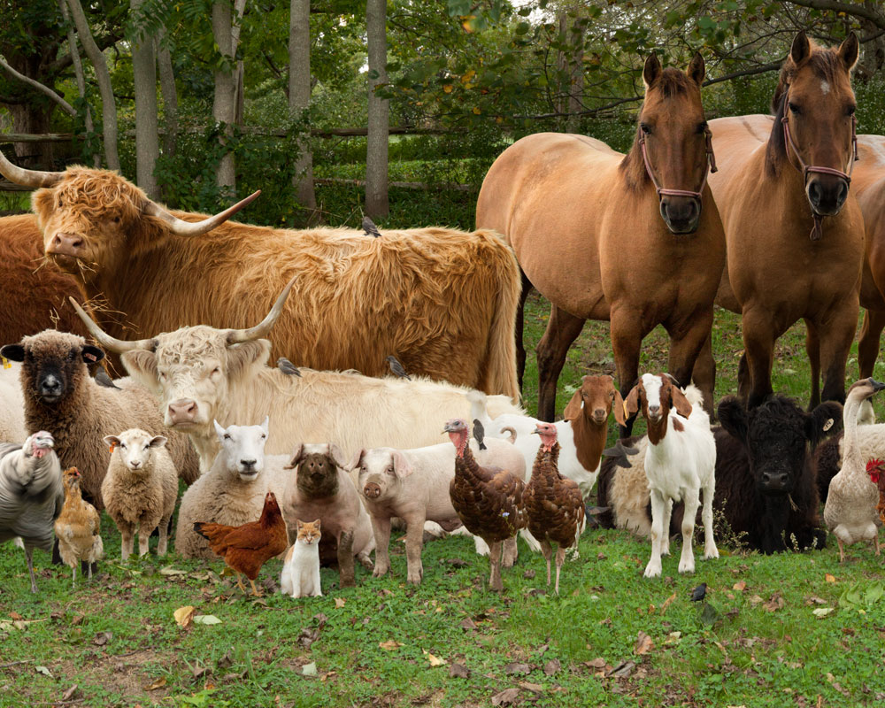 carta da parati da cortile,mandria,animale terrestre,bestiame,famiglia capra mucca