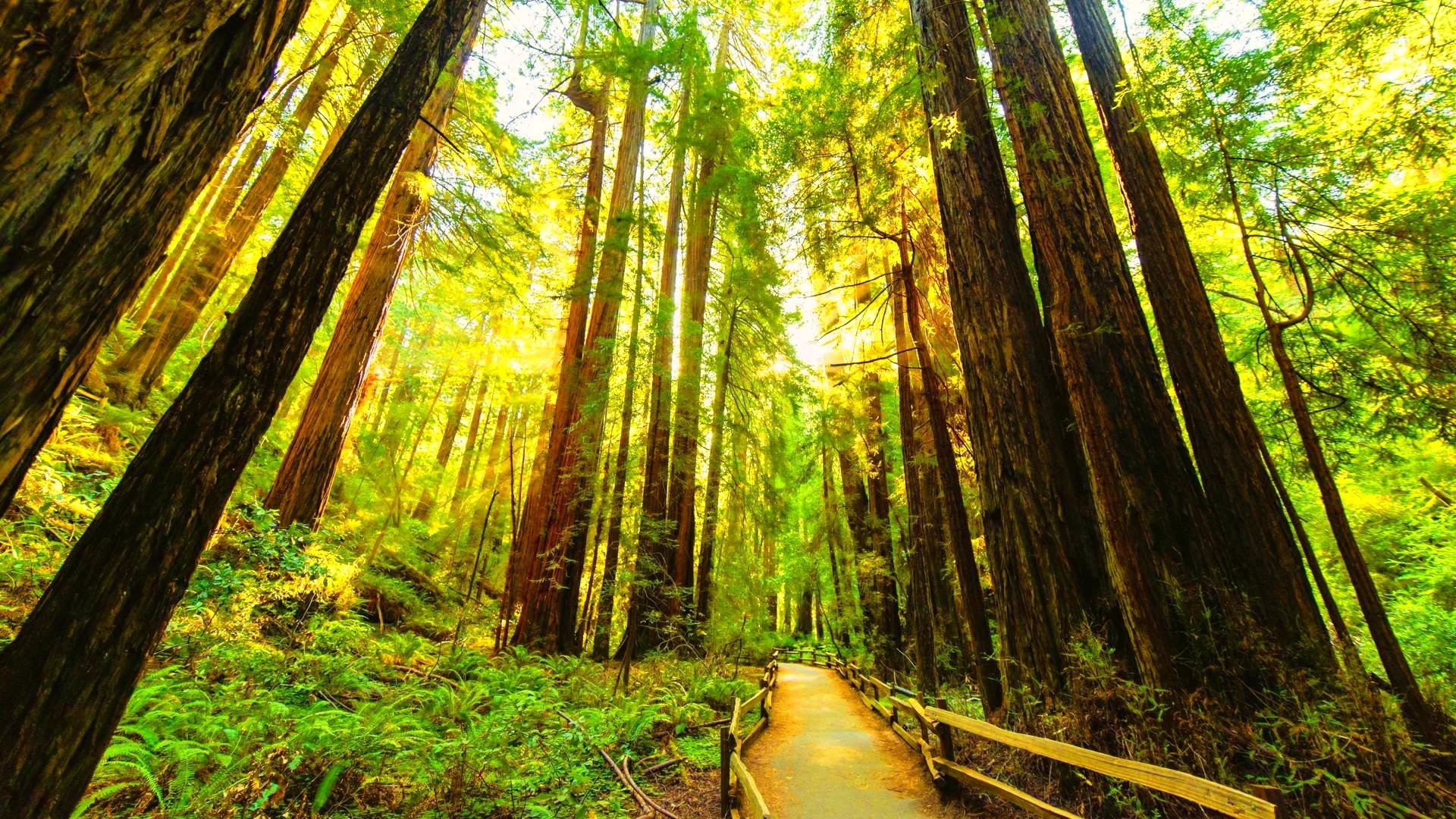 sfondi ad alta risoluzione per android,albero,foresta,natura,vecchia foresta di crescita,sequoia