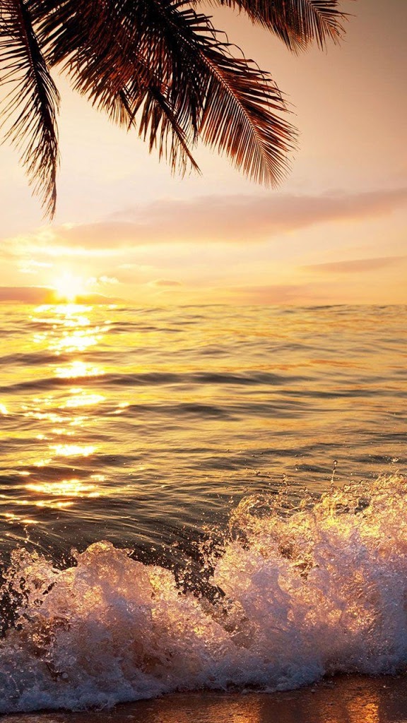 playa real de pantalla en vivo,cielo,naturaleza,horizonte,árbol,palmera