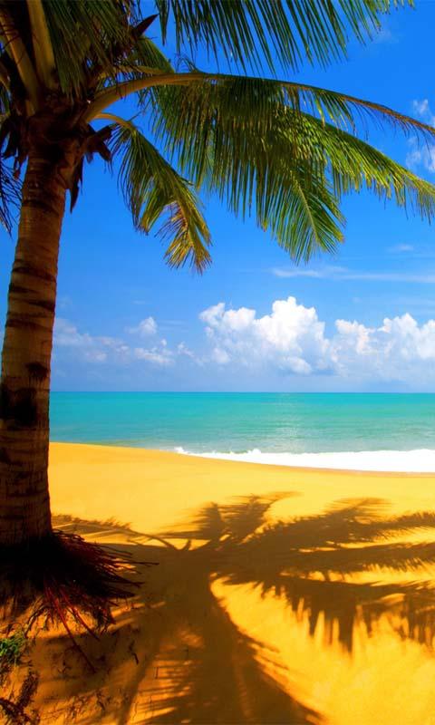 plage réel fond d'écran en direct,la nature,arbre,ciel,palmier,paysage naturel