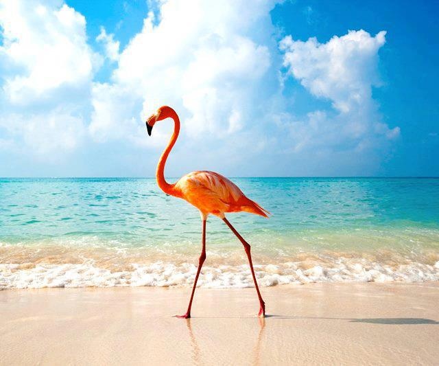 strand echte live wallpaper,flamingo,größerer flamingo,vogel,wasservogel,natürliche landschaft