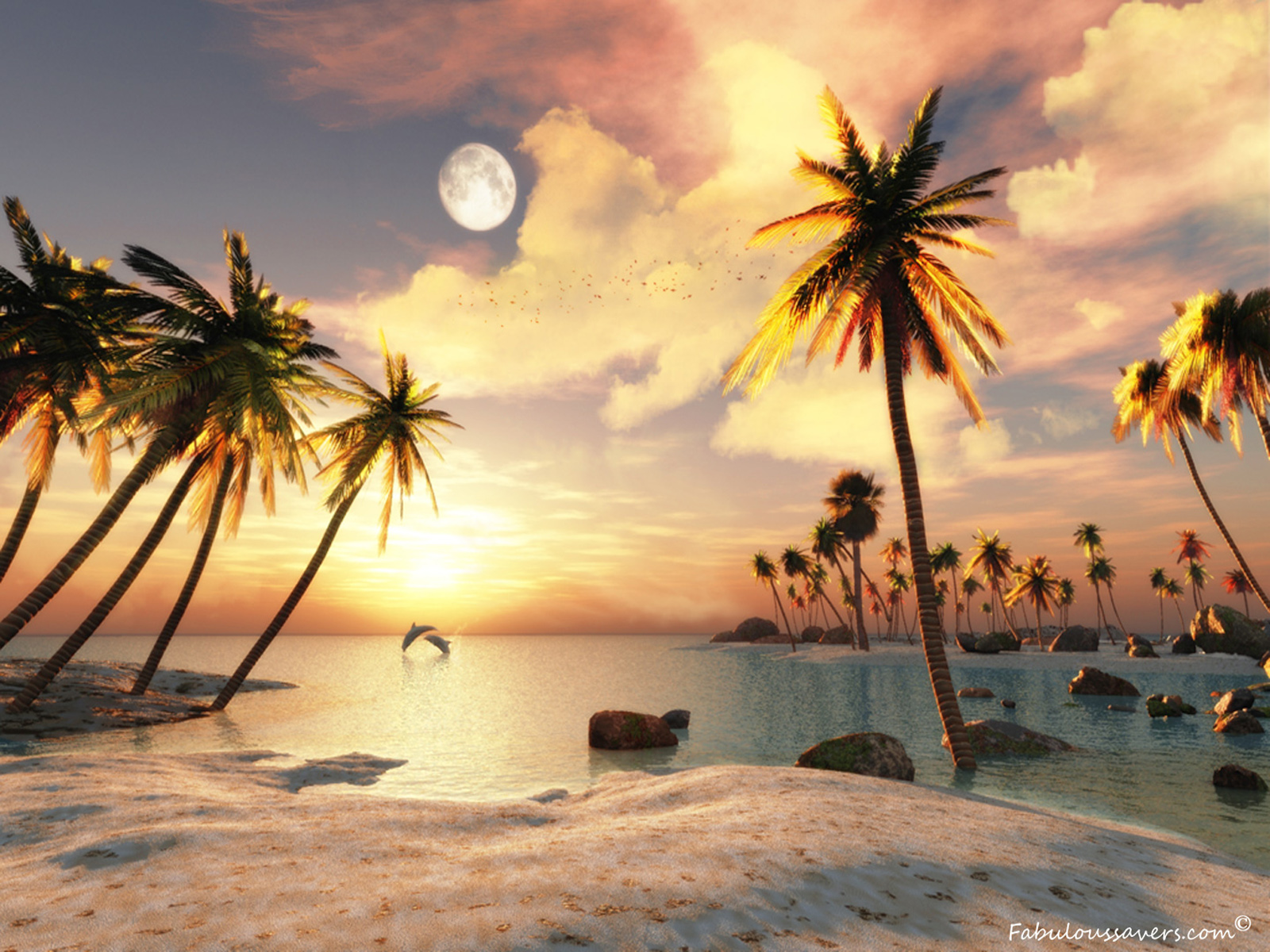 spiaggia live wallpaper reale,cielo,natura,paesaggio naturale,albero,palma