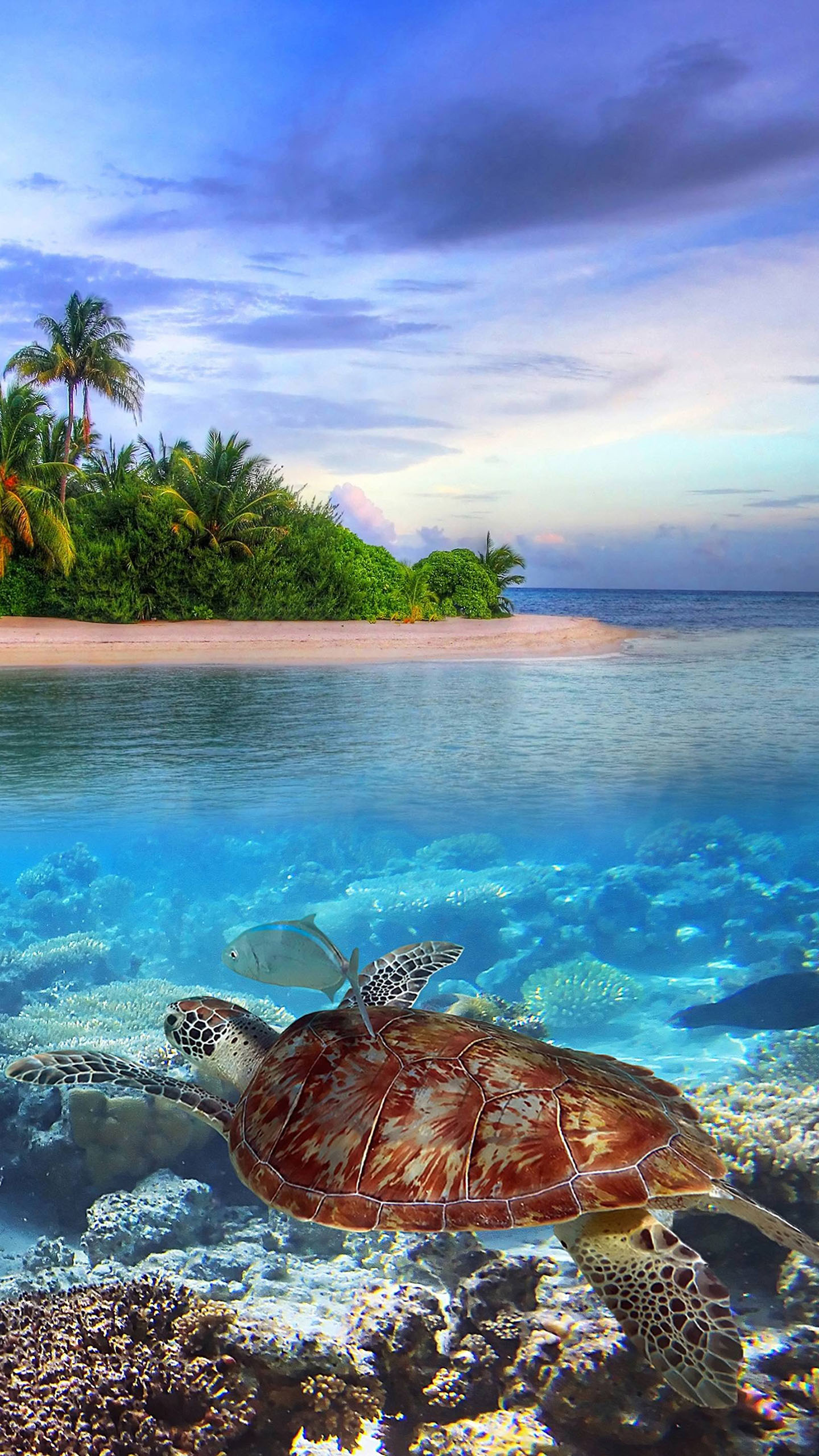 galaxy s6 edge wallpaper hd,green sea turtle,nature,sea turtle,turtle,hawksbill sea turtle