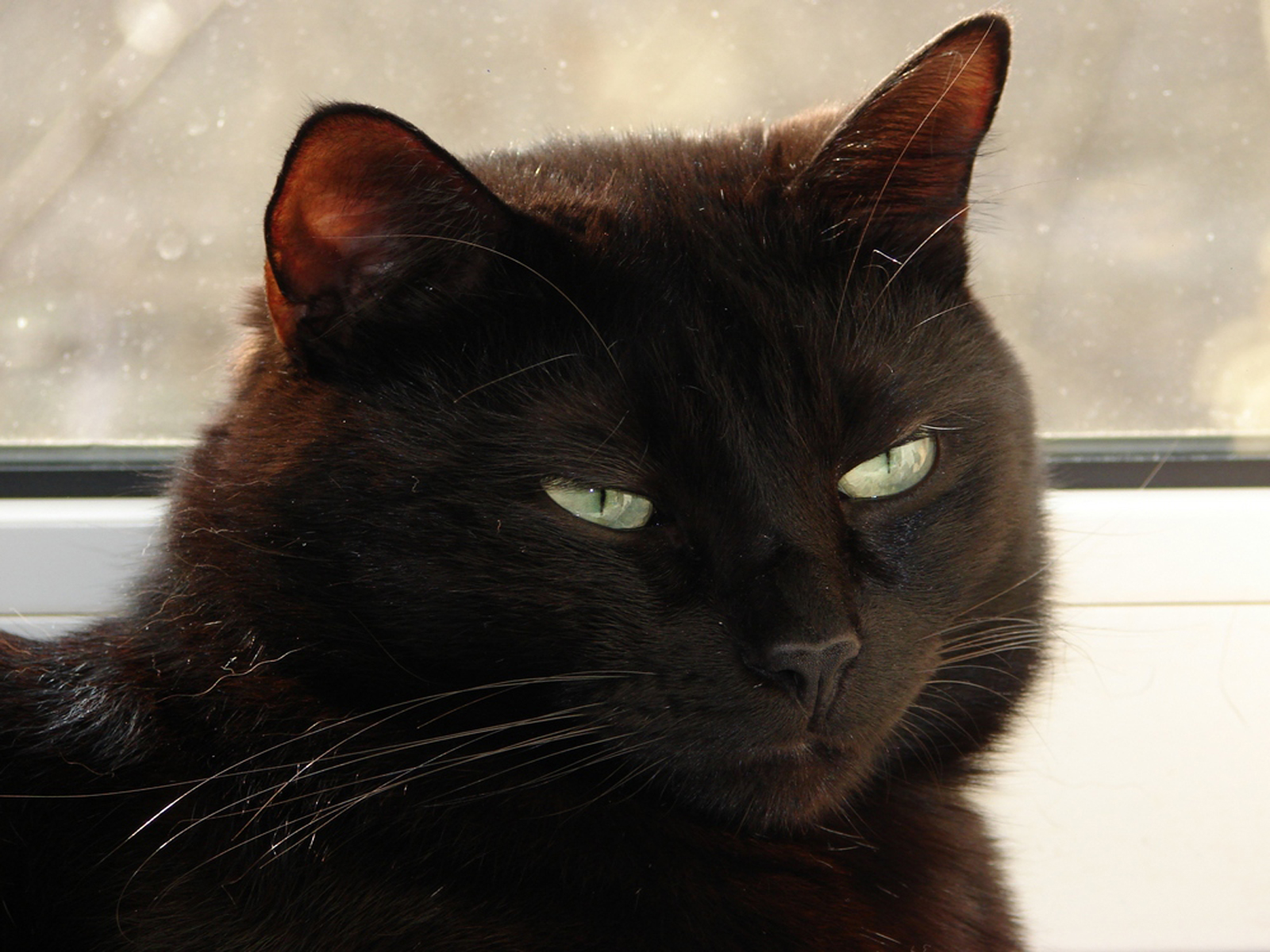 wallpaper gato,cat,black cat,small to medium sized cats,mammal,whiskers