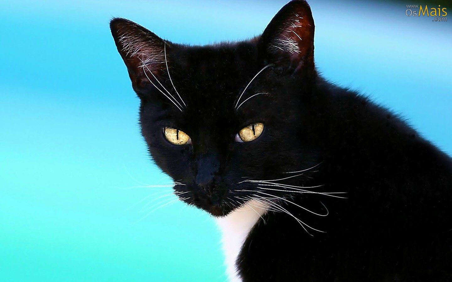 壁紙ガト ネコ 黒猫 中型から中型の猫 ひげ ネコ科 Wallpaperuse 壁紙ガト ネコ 黒猫 中型から中型の猫 ひげ ネコ科 Wallpaperuse