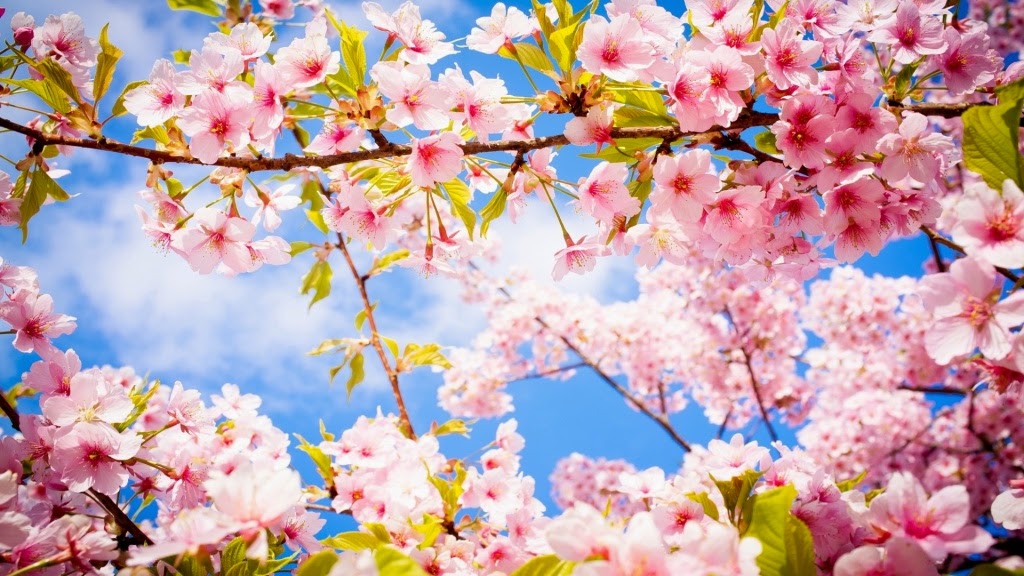 download hintergrundbild bunga,blume,blühen,frühling,kirschblüte,rosa