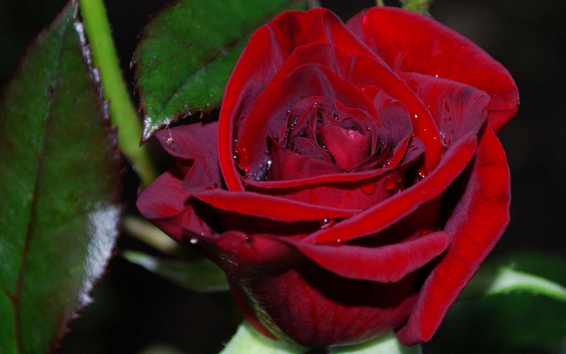 fond d'écran mawar merah,fleur,roses de jardin,plante à fleurs,rouge,pétale