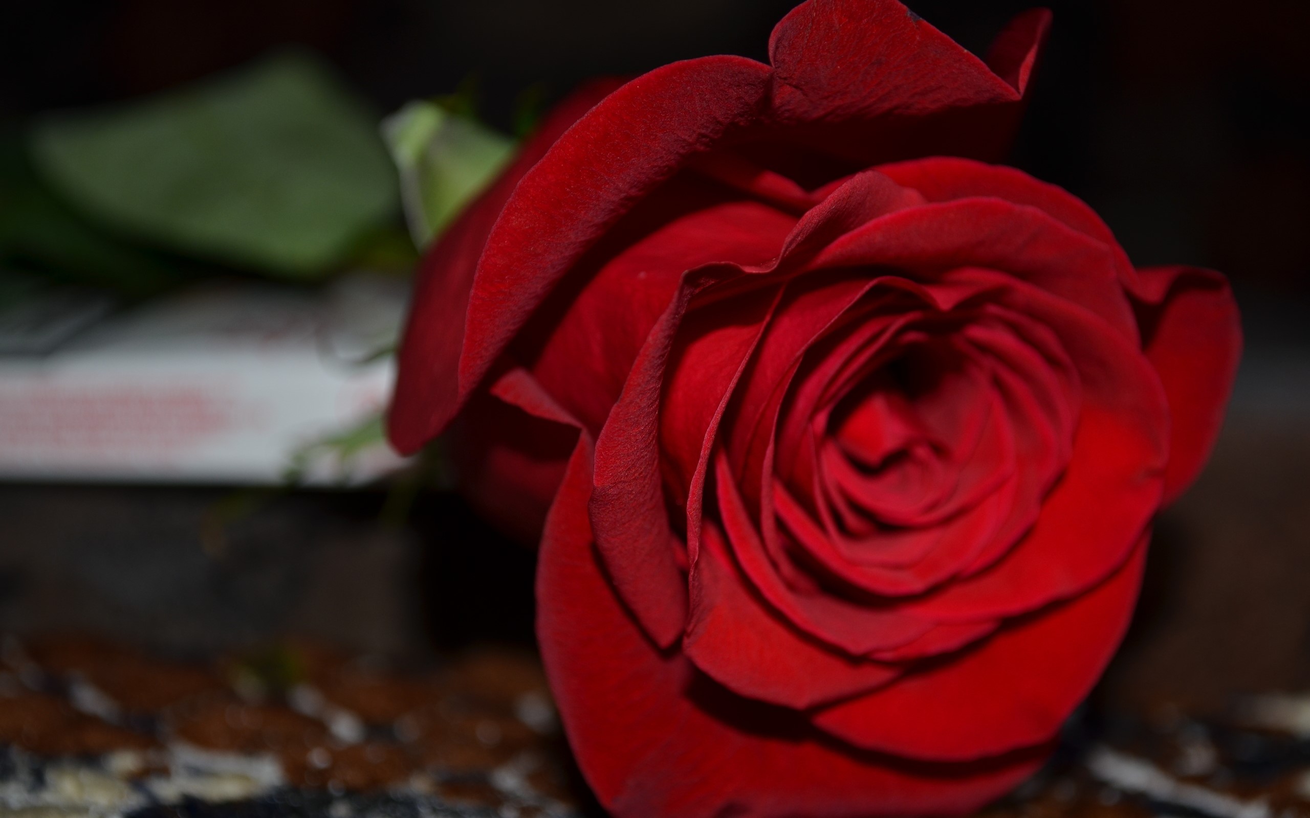 carta da parati mawar merah,rosso,rose da giardino,rosa,petalo,fiore