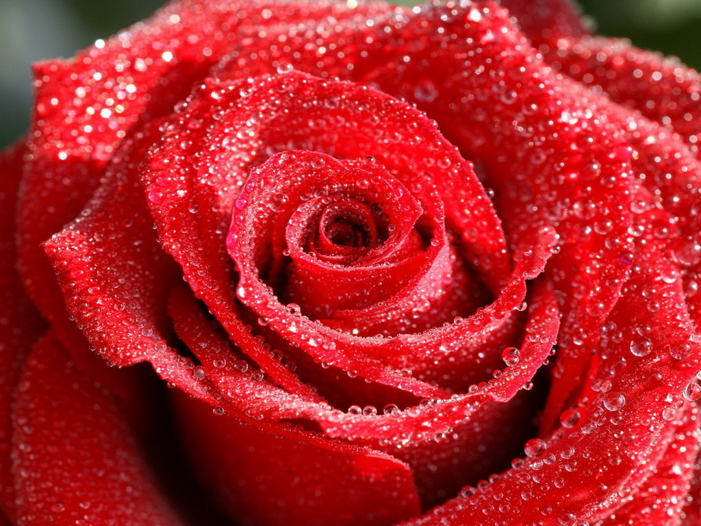 carta da parati mawar merah,rosa,rose da giardino,rosso,fiore,acqua