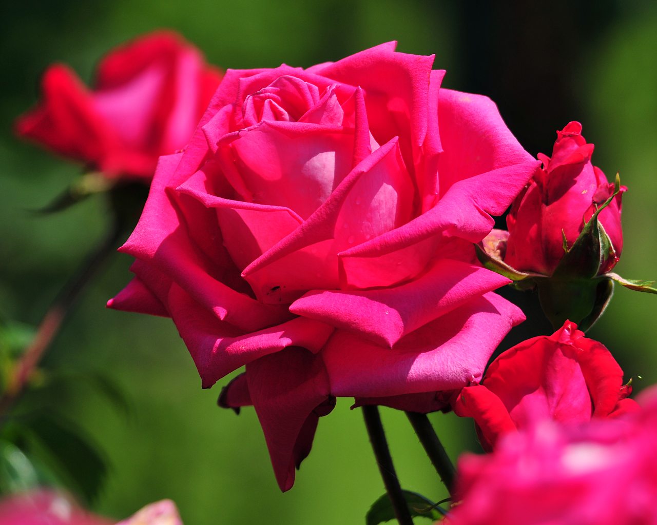 fond d'écran mawar merah,fleur,pétale,roses de jardin,plante à fleurs,plante