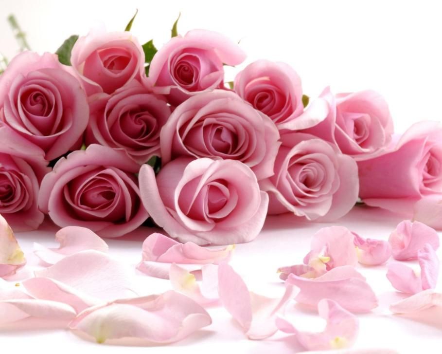 papel pintado bunga rosa,rosas de jardín,rosa,rosado,flor,pétalo