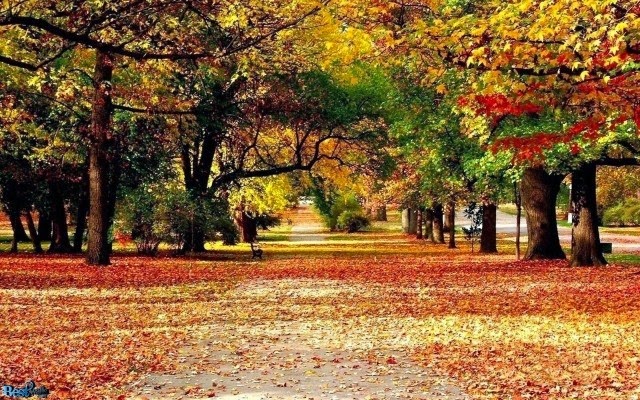 tapete cantik hd,baum,natürliche landschaft,natur,blatt,herbst