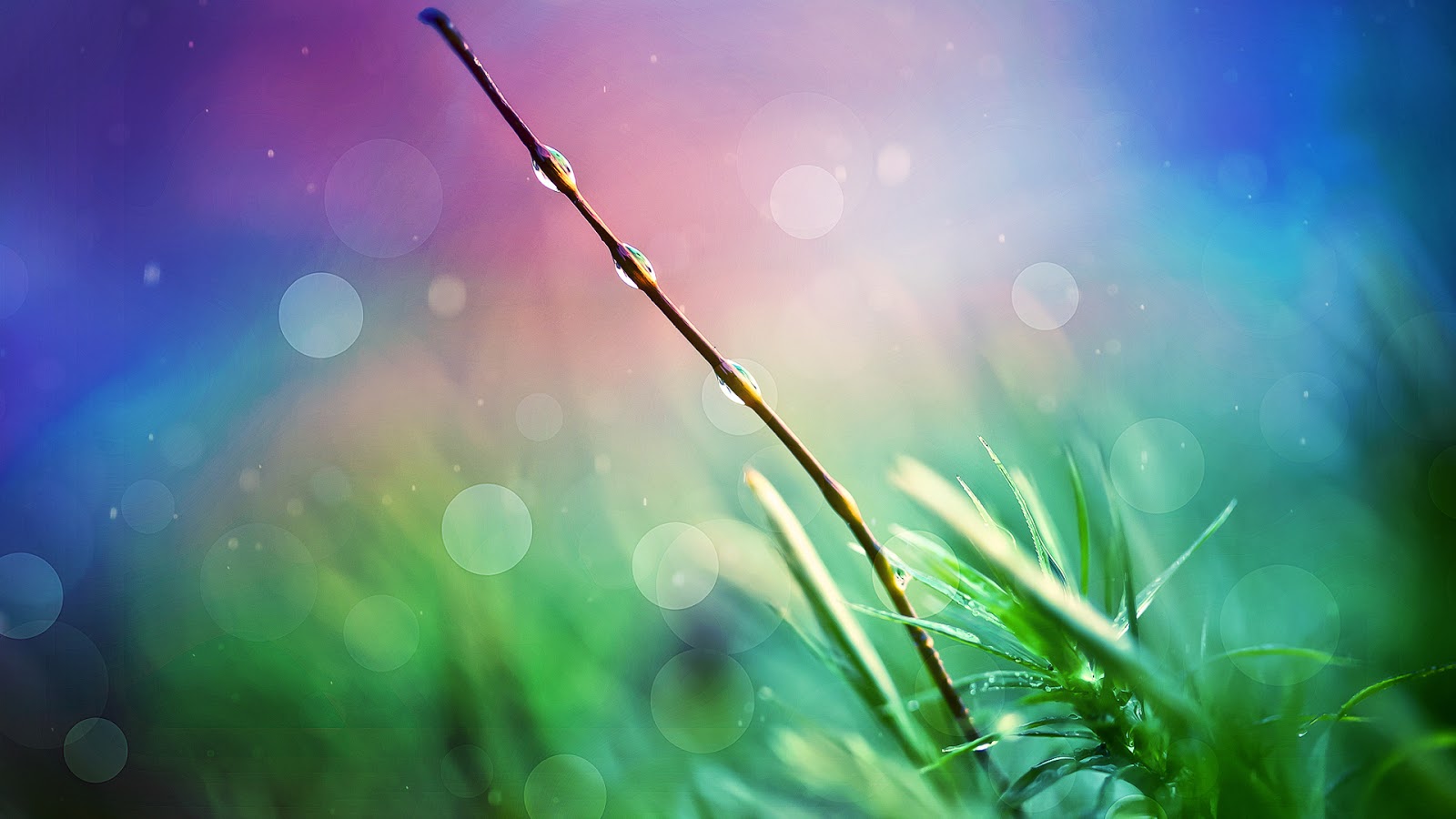 tapete cantik hd,natur,wasser,grün,gras,himmel