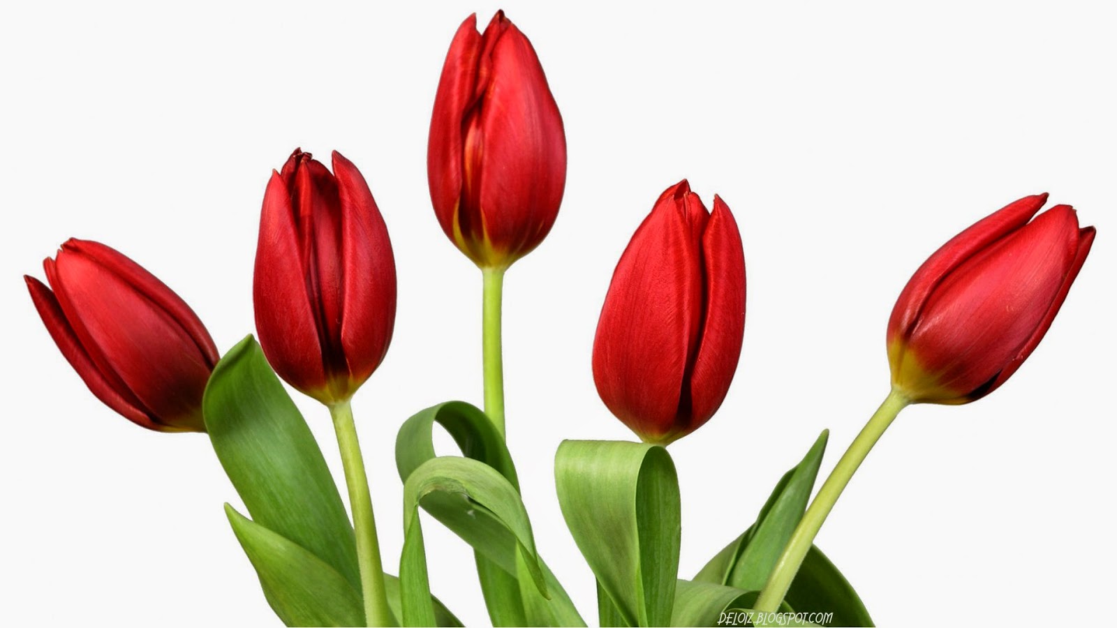 papier peint bunga tulip bergerak,fleur,plante à fleurs,tulipa humilis,tulipe,pétale