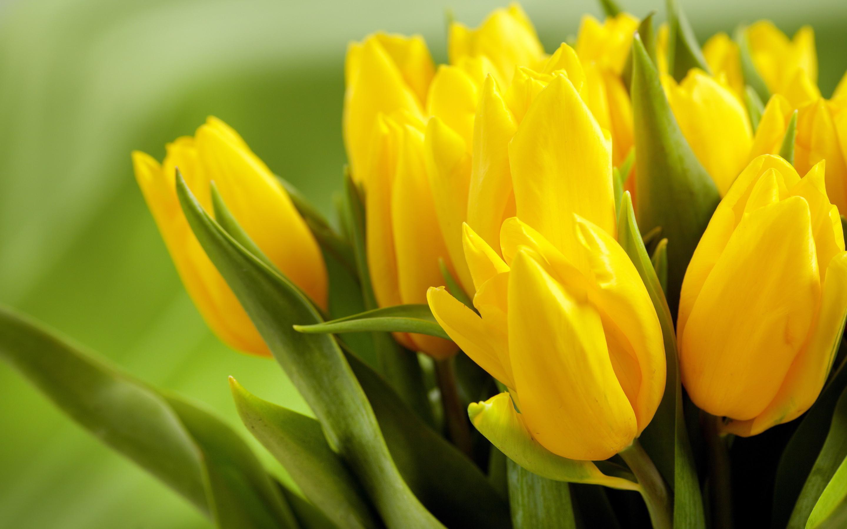 carta da parati bunga tulip bergerak,fiore,pianta fiorita,giallo,petalo,pianta