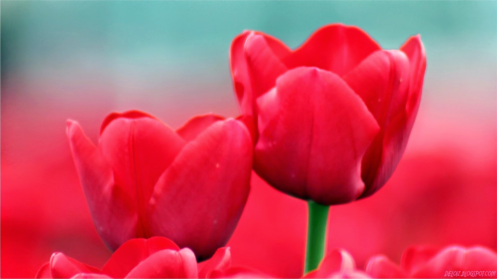 wallpaper bunga tulip bergerak,tulip,petal,flowering plant,flower,red