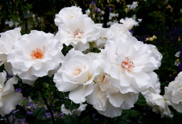 papier peint bunga mawar putih,fleur,plante à fleurs,julia enfant rose,pétale,blanc