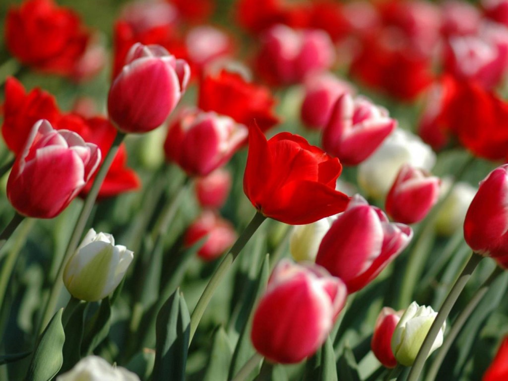 foto fondo de pantalla bunga,tulipán,planta floreciendo,pétalo,flor,rojo