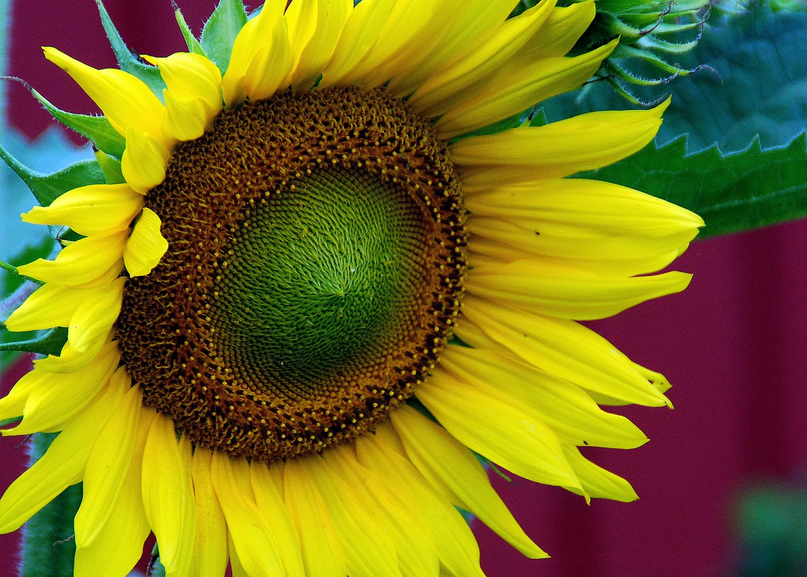 papier peint photo bunga,tournesol,fleur,tournesol,jaune,plante