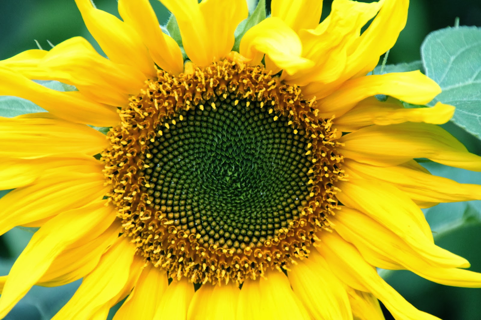 foto sfondi bunga,fiore,girasole,giallo,semi di girasole,girasole