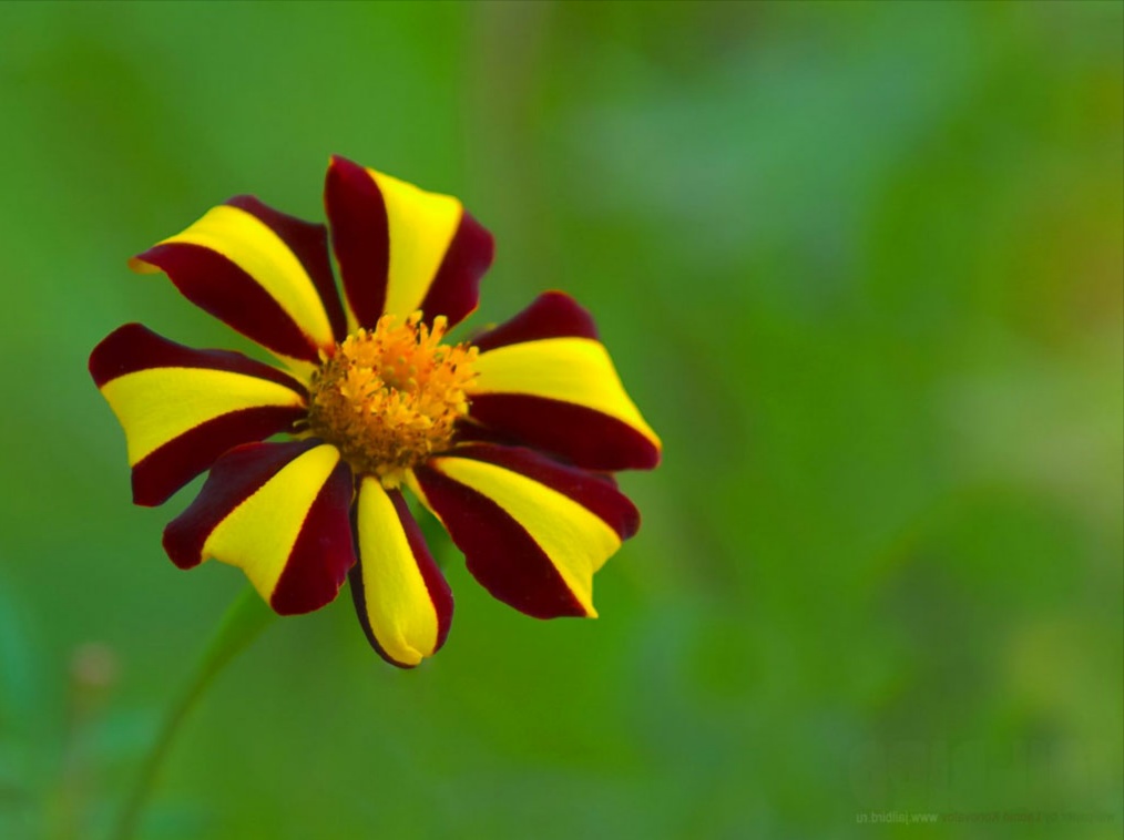 foto fondo de pantalla bunga,flor,planta floreciendo,pétalo,amarillo,planta