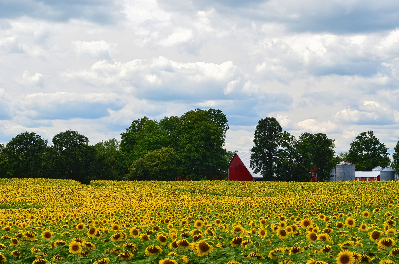 foto wallpaper bunga,sunflower,field,flower,nature,natural landscape