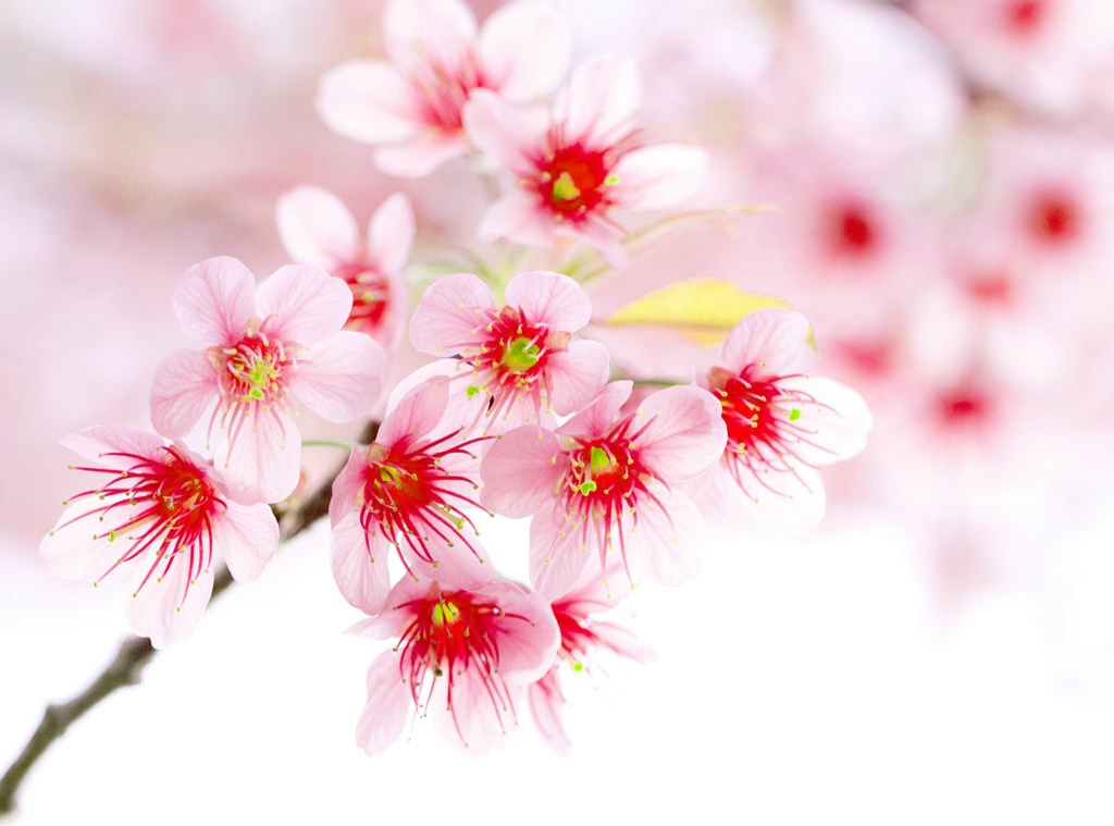 foto wallpaper bunga,flower,pink,blossom,branch,cherry blossom