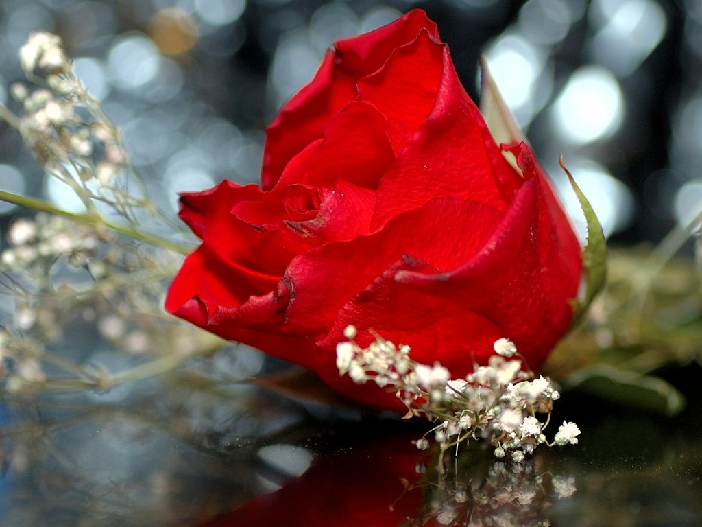 foto wallpaper bunga,red,flower,petal,rose,garden roses
