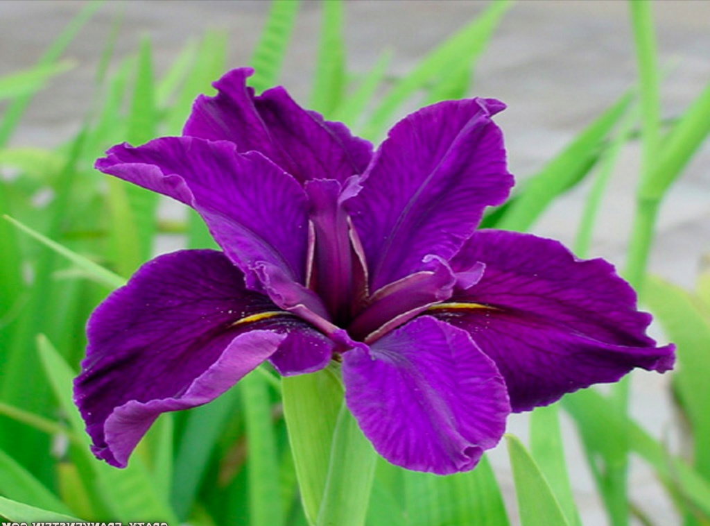 foto fondo de pantalla bunga,flor,planta floreciendo,pétalo,planta,púrpura