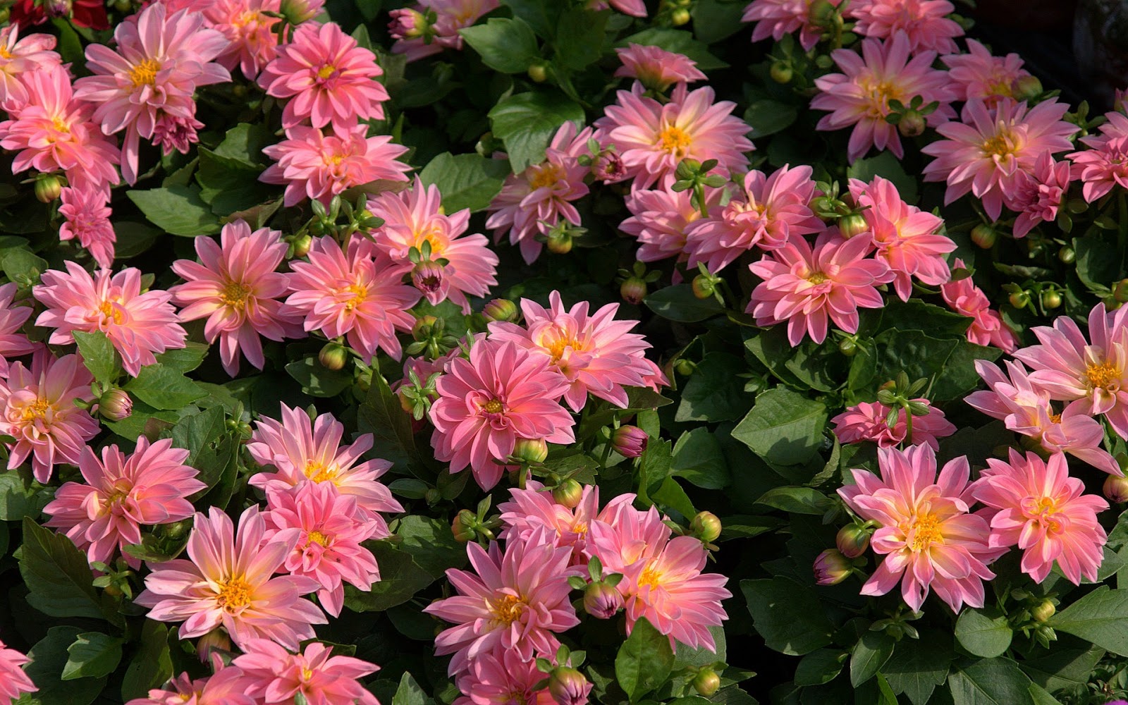 foto tapete bunga,blume,blühende pflanze,pflanze,blütenblatt,chrysanths