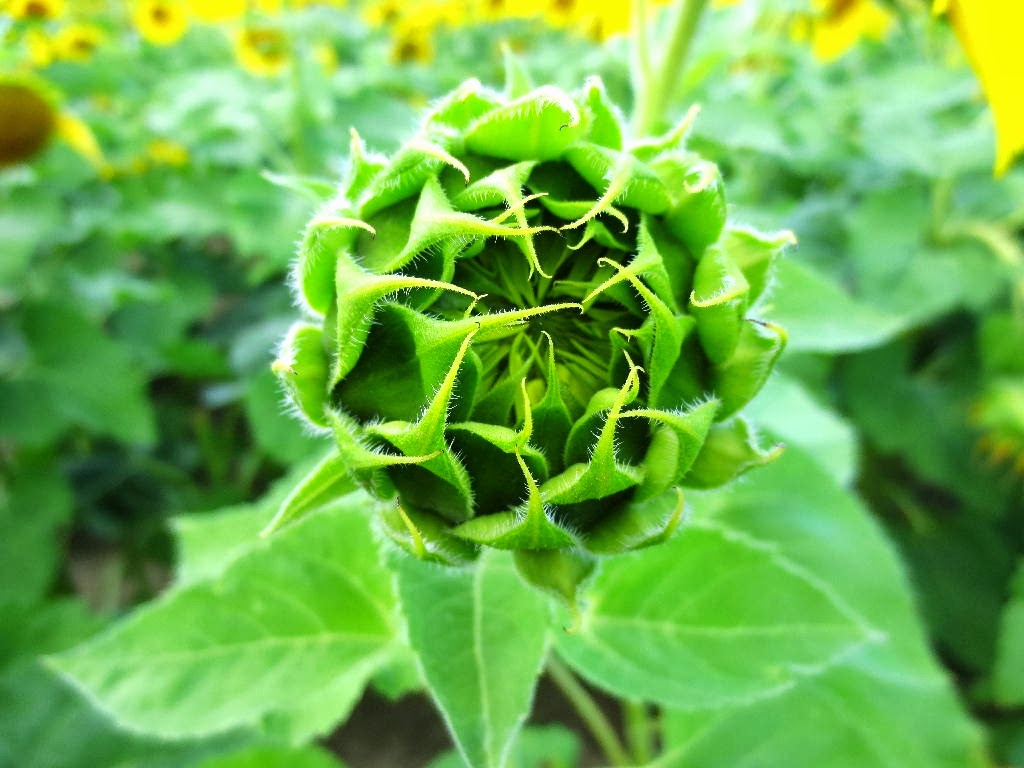 写真壁紙ブンガ,花,葉,緑,工場,開花植物