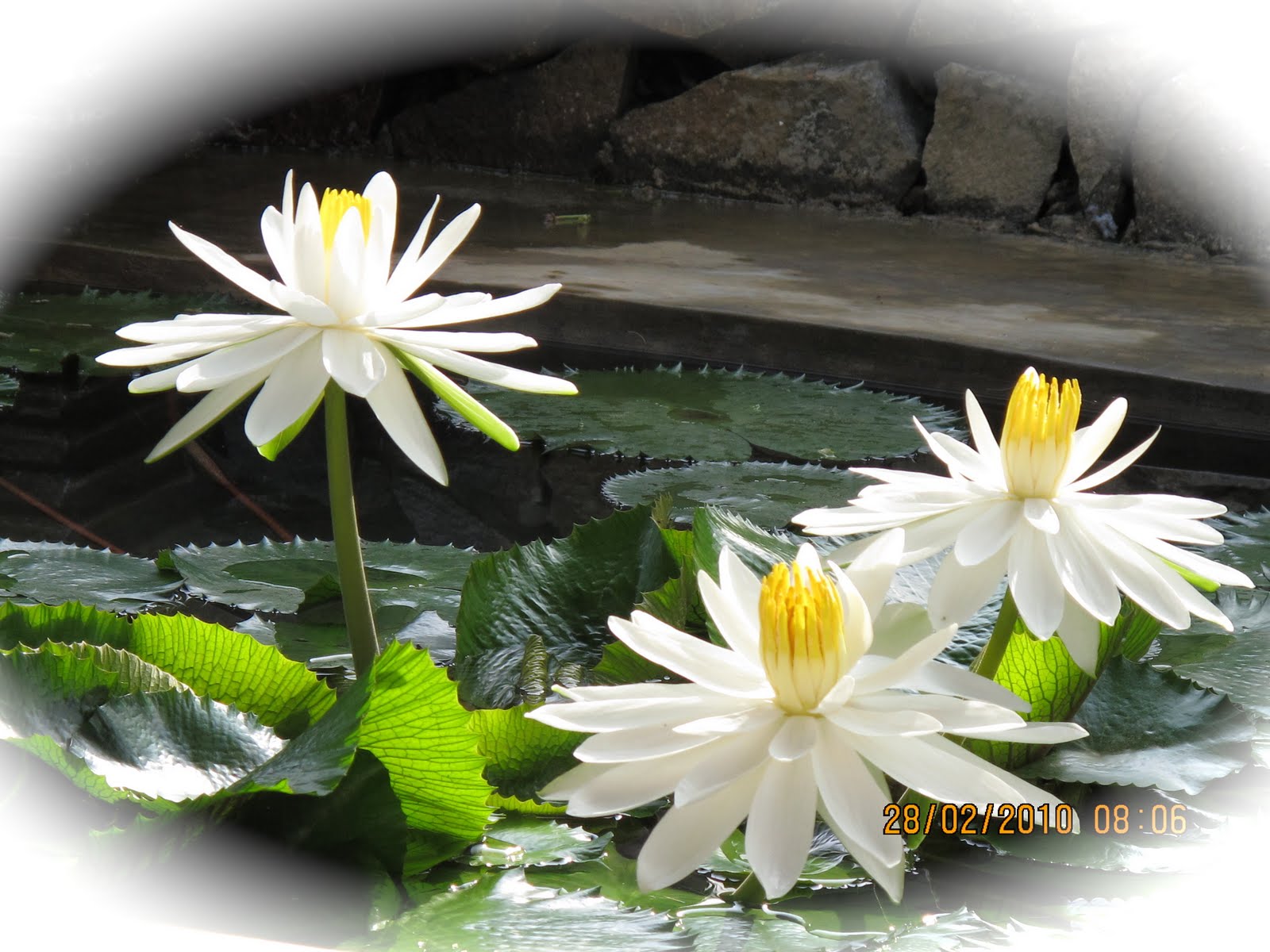 wallpaper bunga teratai,flower,fragrant white water lily,petal,aquatic plant,plant