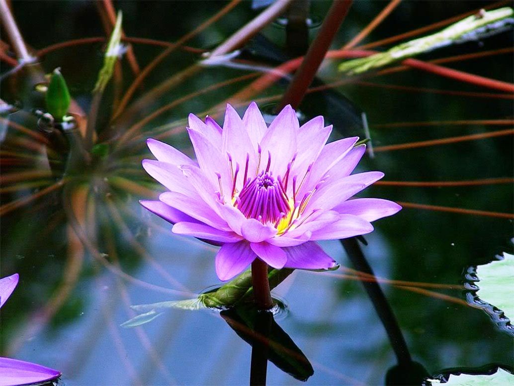 fondos de pantalla bunga teratai,flor,pétalo,planta acuática,planta,planta floreciendo