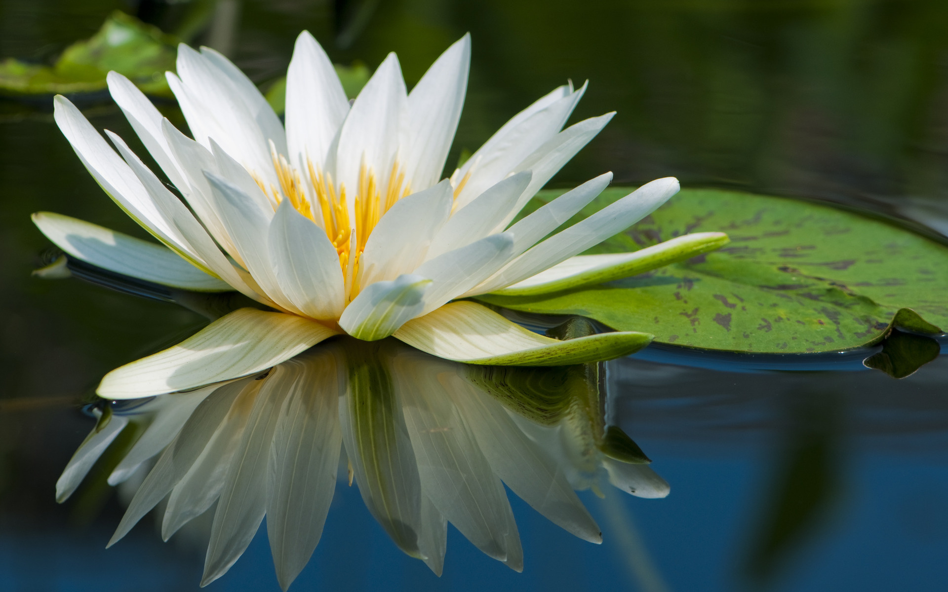 fondos de pantalla bunga teratai,flor,lirio de agua blanca fragante,planta floreciendo,planta acuática,pétalo