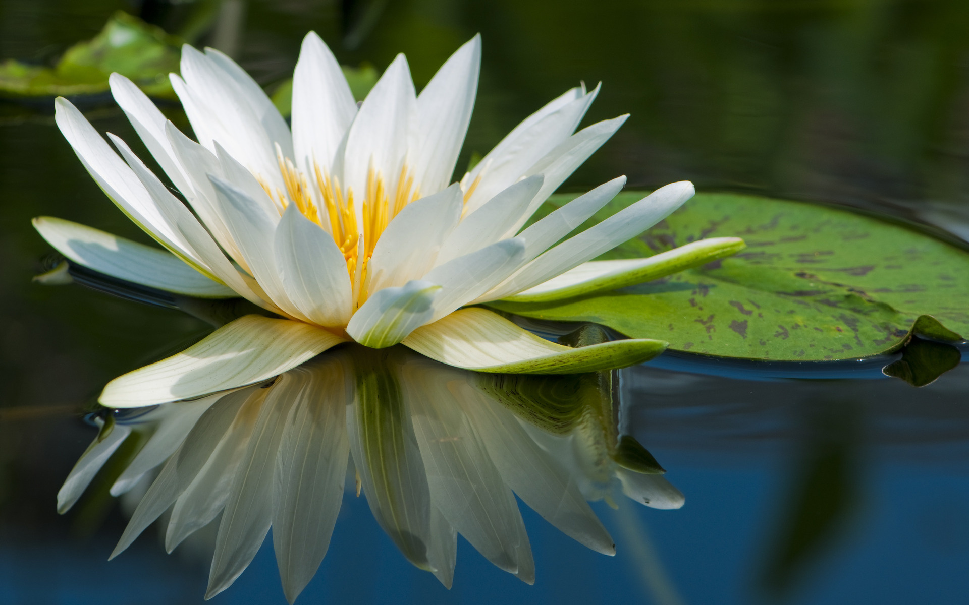 papier peint bunga teratai,fleur,nénuphar blanc parfumé,plante à fleurs,plante aquatique,pétale