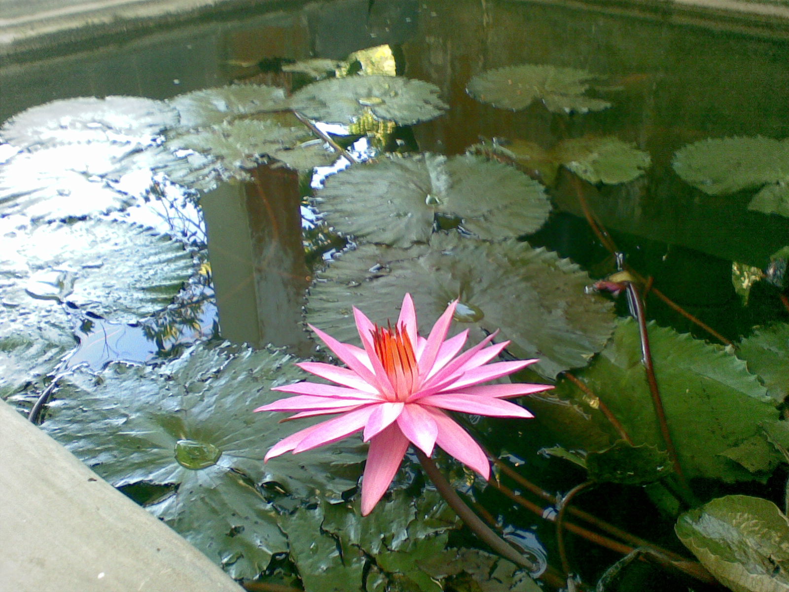 papier peint bunga teratai,fleur,famille de lotus,lotus,nénuphar blanc parfumé,plante aquatique
