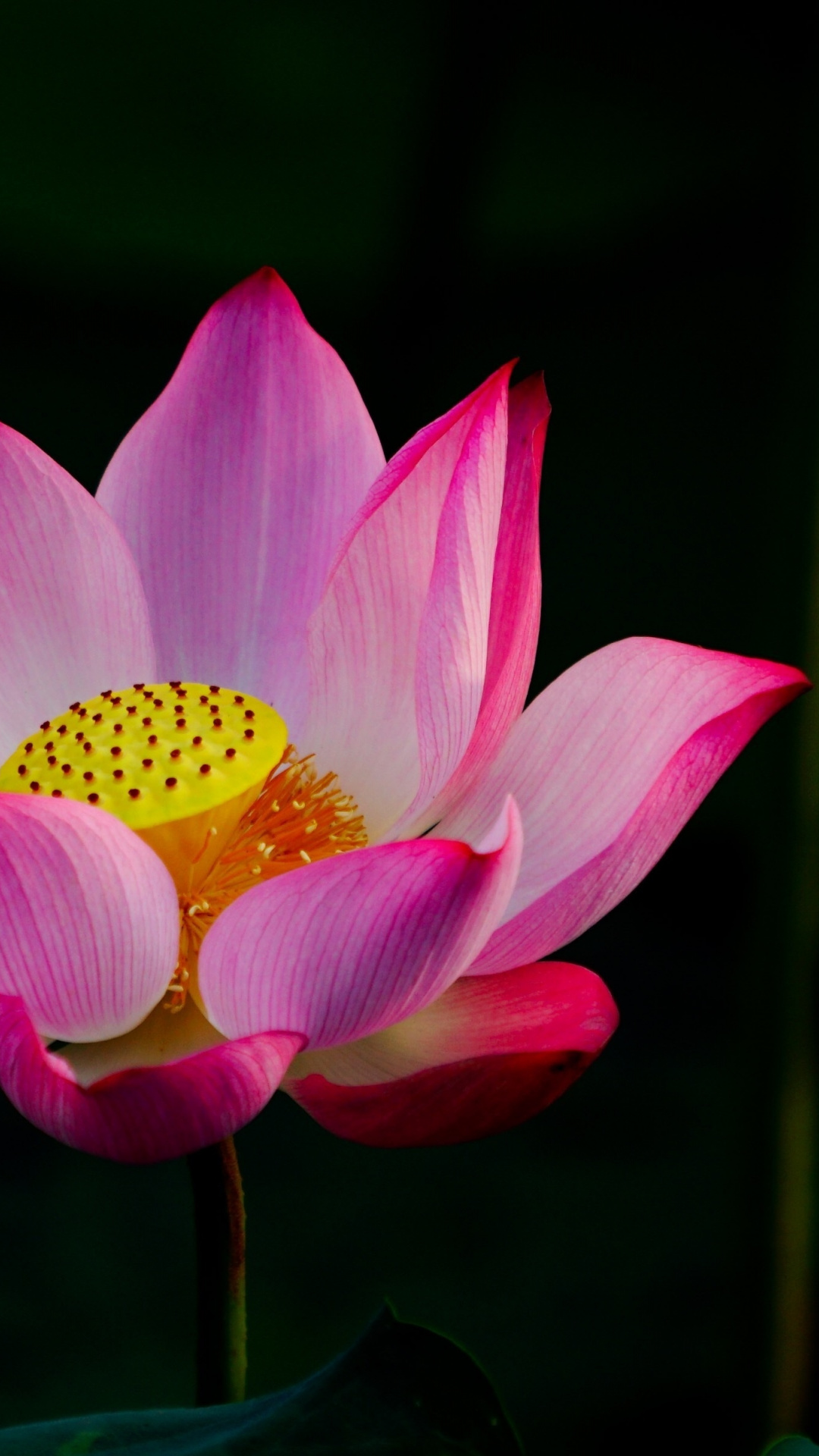 Lotus bunga Panduan Lengkap