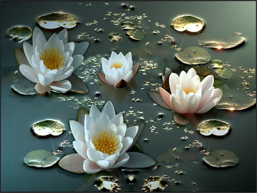papier peint bunga teratai,famille de lotus,lotus sacré,nénuphar blanc parfumé,lotus,pétale