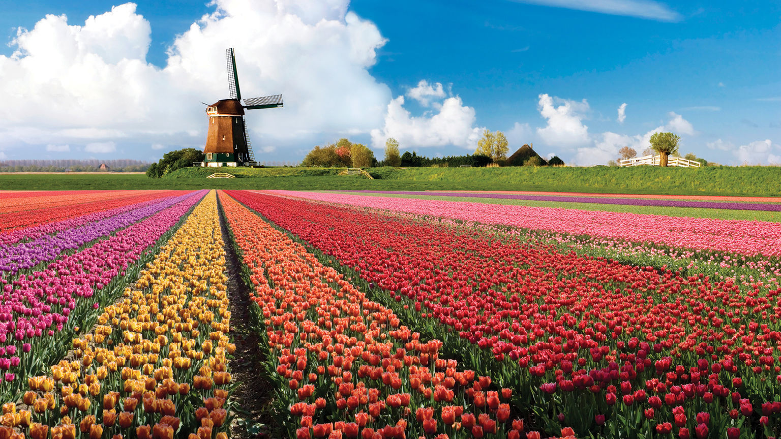 壁紙taman bunga terindah di dunia,風車,フィールド,チューリップ,花,自然の風景