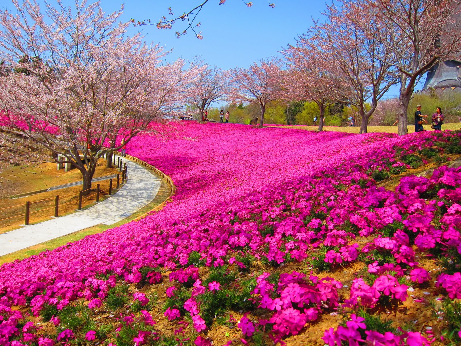 tapete taman bunga terindah di dunia,blume,pflanze,frühling,rosa,natürliche landschaft