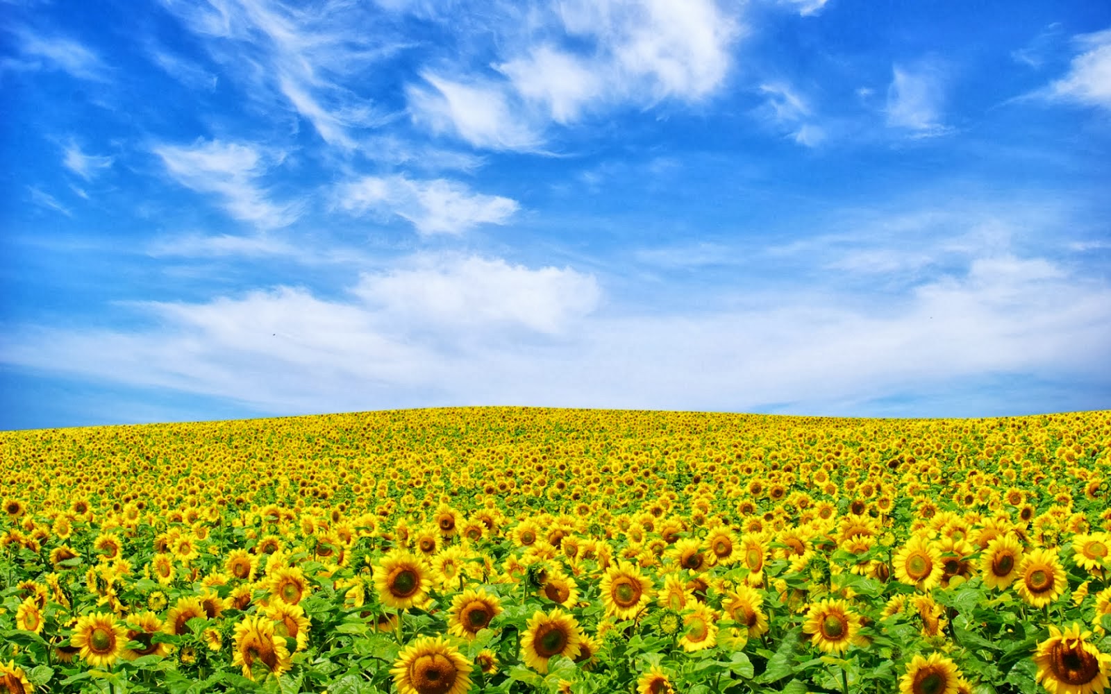 wallpaper taman bunga,sunflower,field,sky,natural landscape,nature