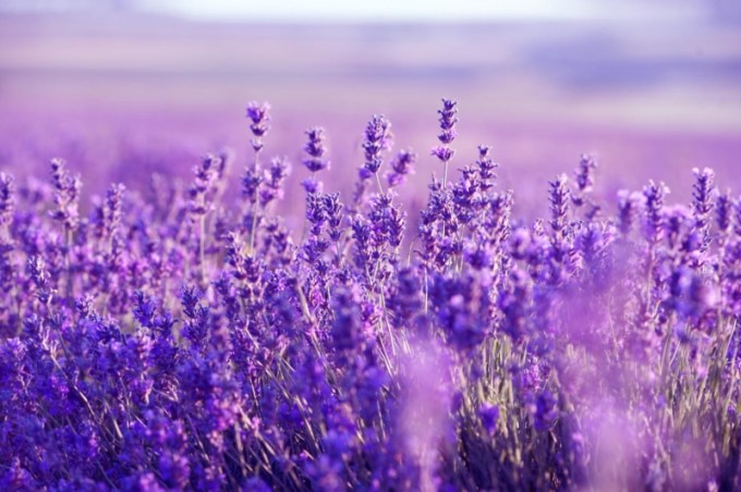 壁紙taman bunga terindah di dunia,ラベンダー,イングリッシュラベンダー,ラベンダー,紫の,バイオレット