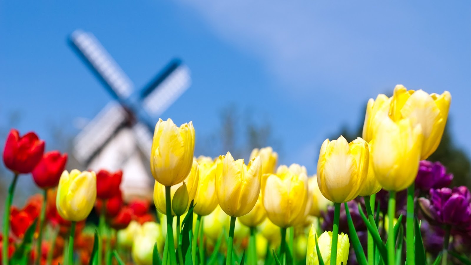 papier peint taman bunga terindah di dunia,tulipe,jaune,fleur,pétale,la nature