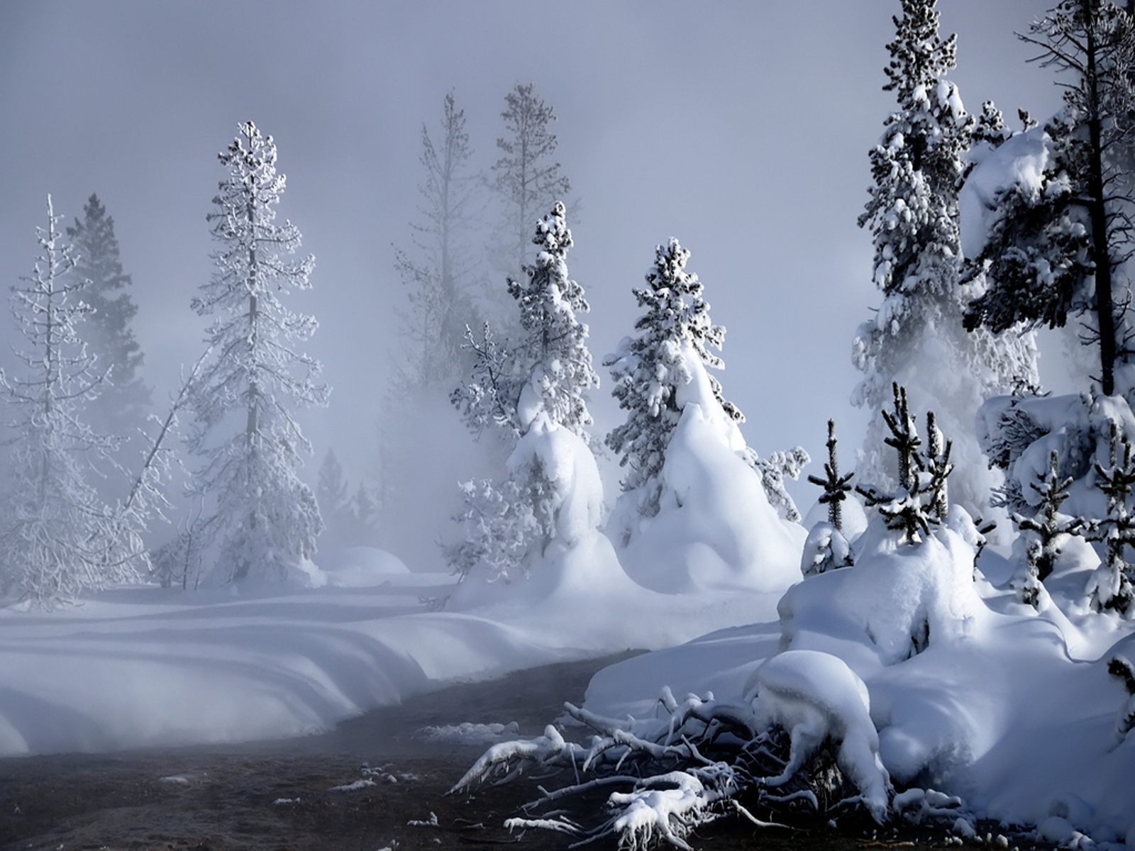 foto foto fond d'écran,neige,hiver,la nature,gelé,arbre