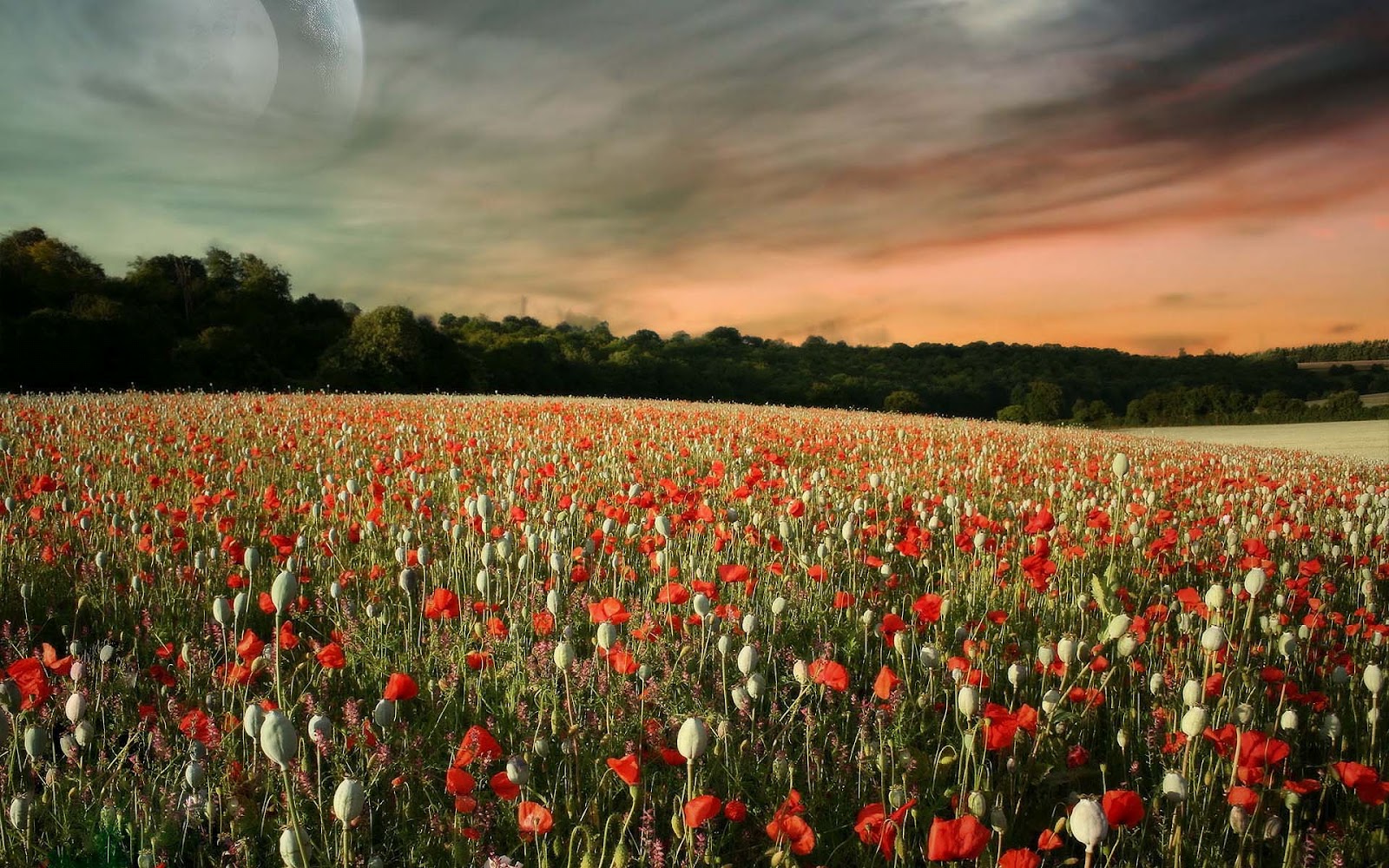 foto foto wallpaper,field,nature,sky,flower,meadow