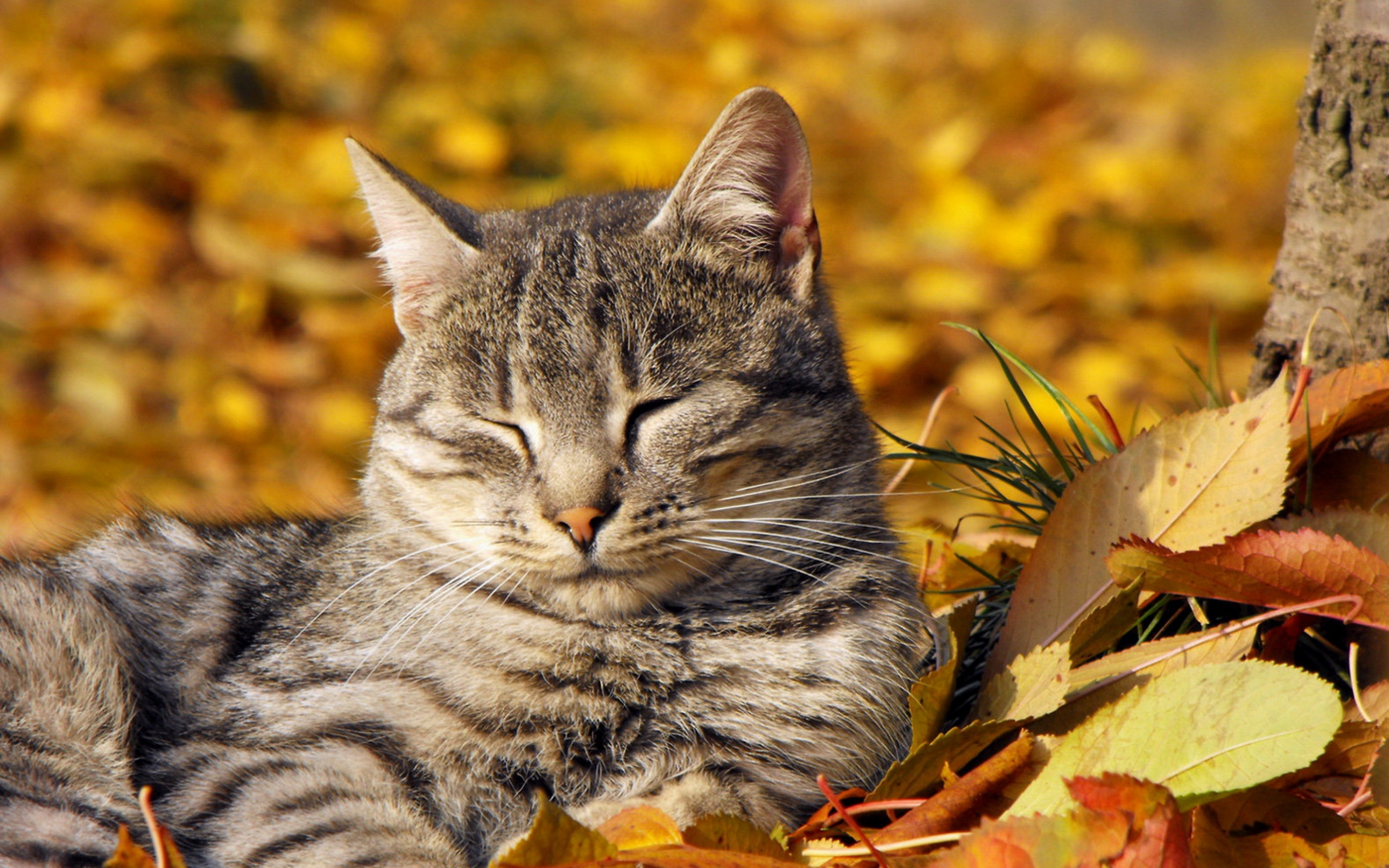 写真フォト壁紙 ネコ 中型から中型の猫 ひげ ネコ科 ぶち猫 7398 Wallpaperuse