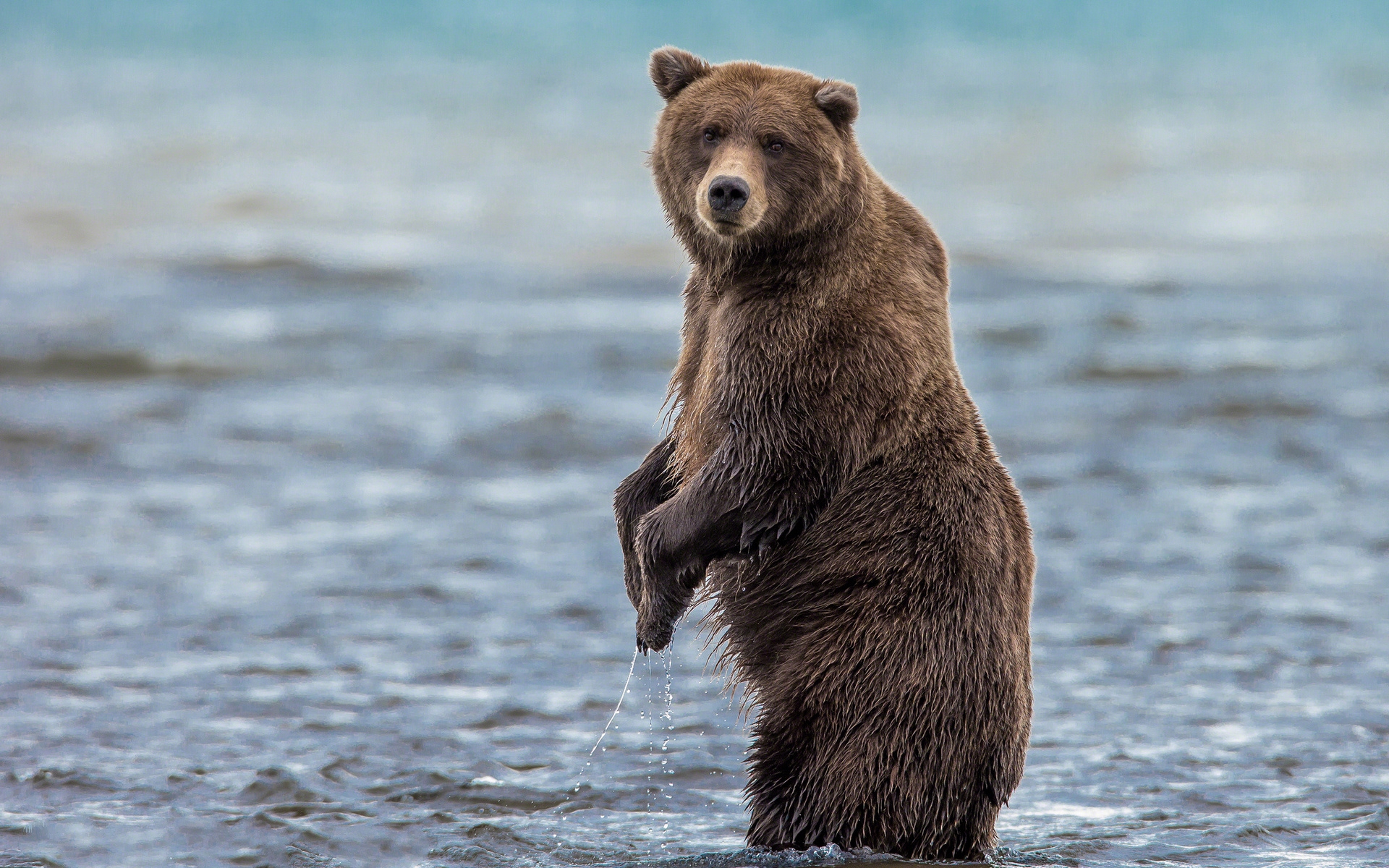 foto foto wallpaper,oso café,oso,oso grizzly,oso kodiak,animal terrestre