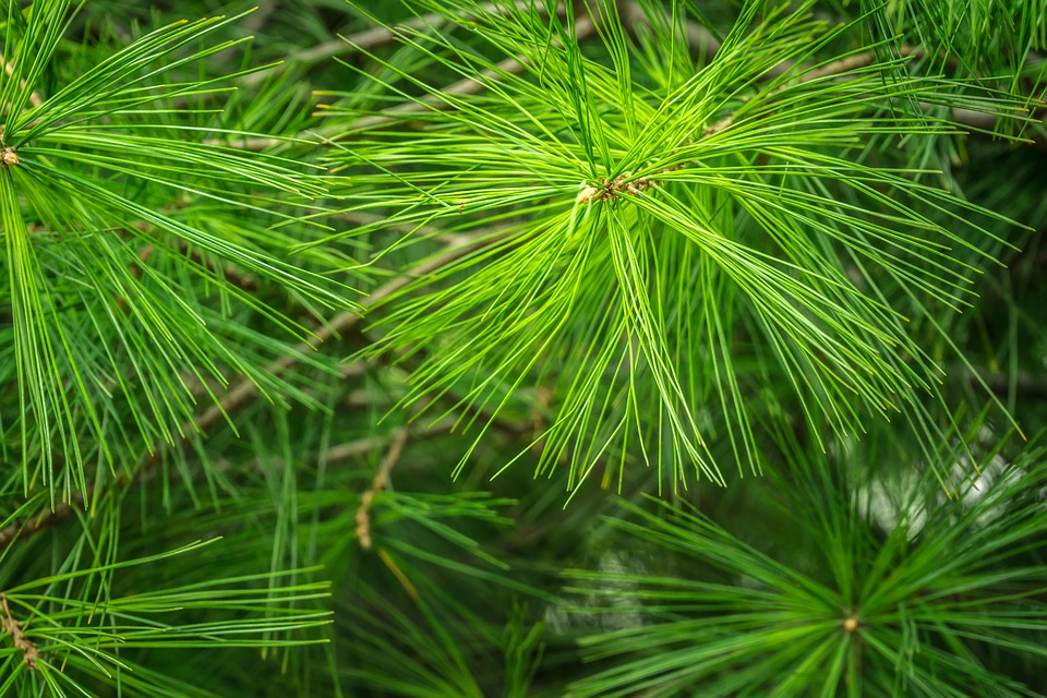 wallpaper tumbuhan,loblolly pine,columbian spruce,white pine,red pine,jack pine