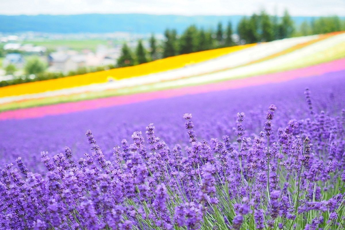 wallpaper bunga bergerak terbaru,flowering plant,lavender,english lavender,flower,lavender