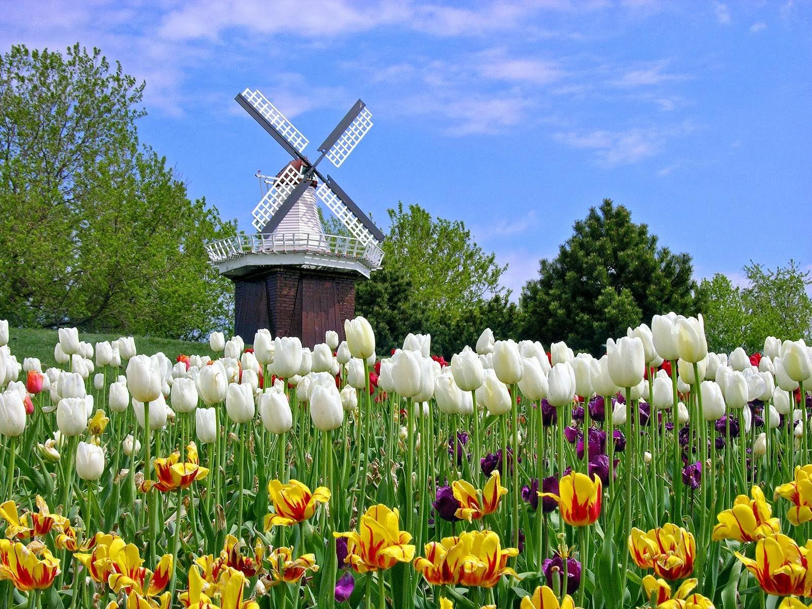 fondos de pantalla bunga bergerak terbaru,paisaje natural,flor,prado,tulipán,primavera